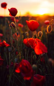 Preview wallpaper poppies, red, flowers, field, sunset