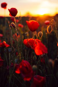 Preview wallpaper poppies, red, flowers, field, sunset