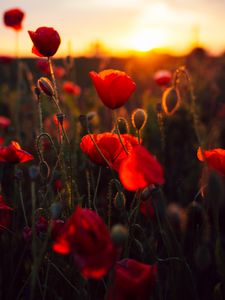 Preview wallpaper poppies, red, flowers, field, sunset