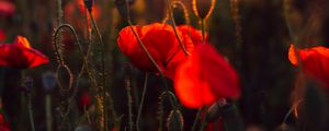 Preview wallpaper poppies, red, flowers, field, sunset