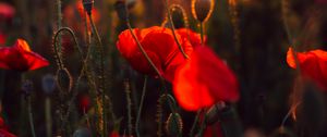 Preview wallpaper poppies, red, flowers, field, sunset