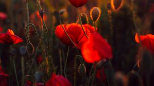 Preview wallpaper poppies, red, flowers, field, sunset