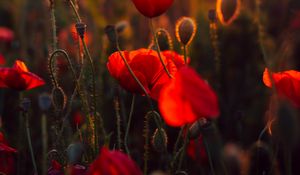 Preview wallpaper poppies, red, flowers, field, sunset