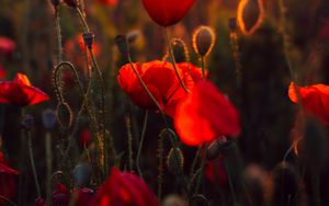 Preview wallpaper poppies, red, flowers, field, sunset