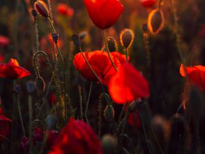 Preview wallpaper poppies, red, flowers, field, sunset