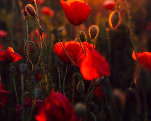 Preview wallpaper poppies, red, flowers, field, sunset