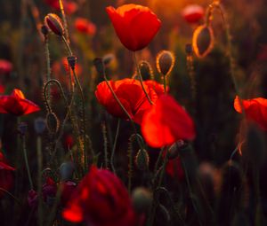 Preview wallpaper poppies, red, flowers, field, sunset