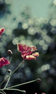 Preview wallpaper poppies, red, flowers, blur, bokeh