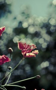 Preview wallpaper poppies, red, flowers, blur, bokeh