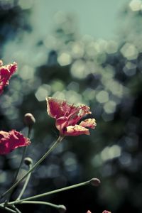 Preview wallpaper poppies, red, flowers, blur, bokeh