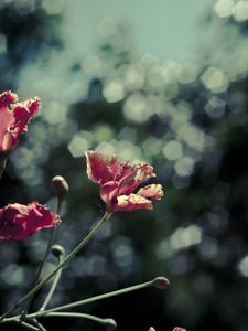 Preview wallpaper poppies, red, flowers, blur, bokeh