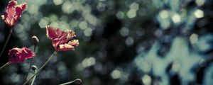 Preview wallpaper poppies, red, flowers, blur, bokeh