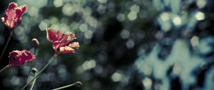 Preview wallpaper poppies, red, flowers, blur, bokeh