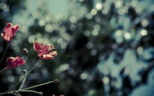 Preview wallpaper poppies, red, flowers, blur, bokeh