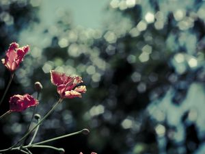 Preview wallpaper poppies, red, flowers, blur, bokeh