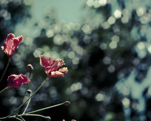 Preview wallpaper poppies, red, flowers, blur, bokeh