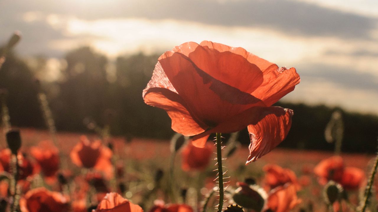 Wallpaper poppies, red, flowers, field, sunlight