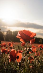 Preview wallpaper poppies, red, flowers, field, sunlight