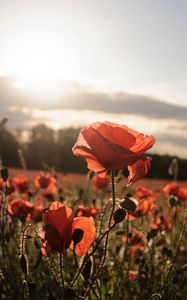 Preview wallpaper poppies, red, flowers, field, sunlight