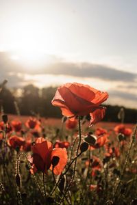 Preview wallpaper poppies, red, flowers, field, sunlight