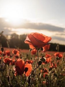 Preview wallpaper poppies, red, flowers, field, sunlight