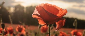 Preview wallpaper poppies, red, flowers, field, sunlight