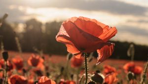 Preview wallpaper poppies, red, flowers, field, sunlight