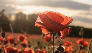 Preview wallpaper poppies, red, flowers, field, sunlight