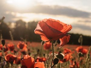 Preview wallpaper poppies, red, flowers, field, sunlight