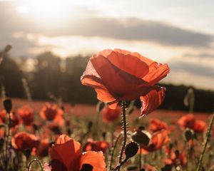 Preview wallpaper poppies, red, flowers, field, sunlight