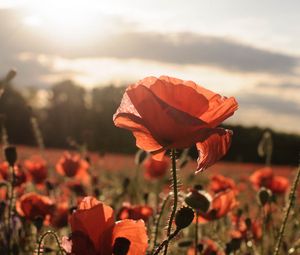 Preview wallpaper poppies, red, flowers, field, sunlight