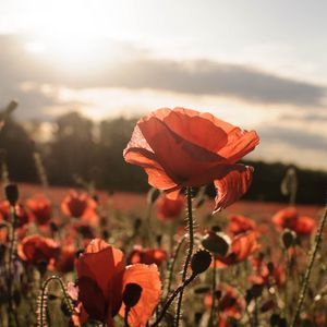 Preview wallpaper poppies, red, flowers, field, sunlight