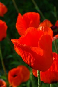 Preview wallpaper poppies, red, stems, close-up