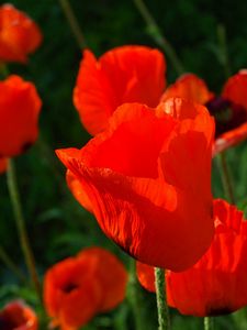 Preview wallpaper poppies, red, stems, close-up