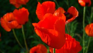 Preview wallpaper poppies, red, stems, close-up