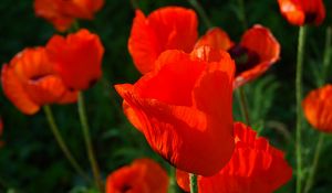 Preview wallpaper poppies, red, stems, close-up