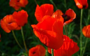 Preview wallpaper poppies, red, stems, close-up