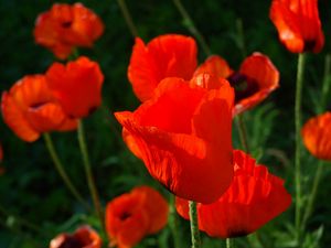 Preview wallpaper poppies, red, stems, close-up