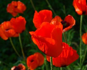 Preview wallpaper poppies, red, stems, close-up