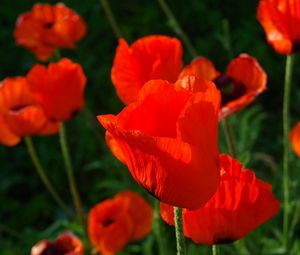 Preview wallpaper poppies, red, stems, close-up