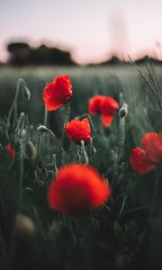 Preview wallpaper poppies, wildflowers, flowers, field