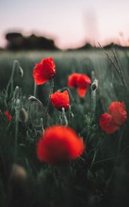 Preview wallpaper poppies, wildflowers, flowers, field