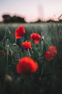 Preview wallpaper poppies, wildflowers, flowers, field