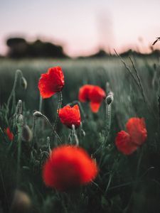 Preview wallpaper poppies, wildflowers, flowers, field