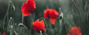 Preview wallpaper poppies, wildflowers, flowers, field