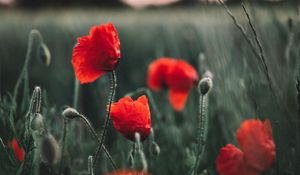 Preview wallpaper poppies, wildflowers, flowers, field