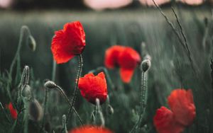 Preview wallpaper poppies, wildflowers, flowers, field