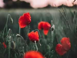 Preview wallpaper poppies, wildflowers, flowers, field