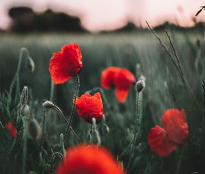 Preview wallpaper poppies, wildflowers, flowers, field