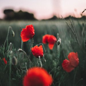 Preview wallpaper poppies, wildflowers, flowers, field